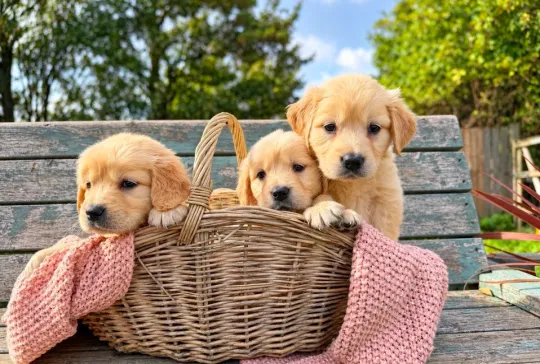 Golden retrievery szukają nowych rodzin, które obdarzą miłością i wniosą wiele radości do wspólneg