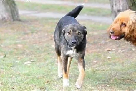 Słodka Figa do adopcji,  mazowieckie Warszawa
