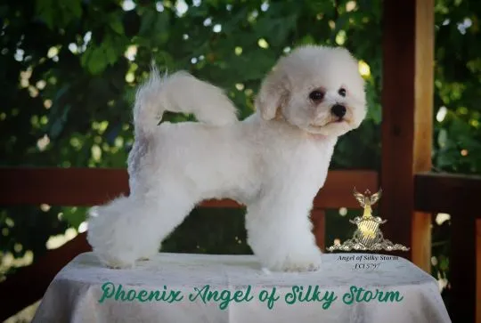 Bichon Frise – piękne zarejestrowane szczenięta na sprzedaż, Mazowieckie, Warszawa