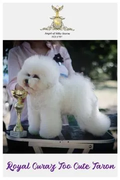 Bichon Frise – piękne zarejestrowane szczenięta na sprzedaż, Mazowieckie, Warszawa