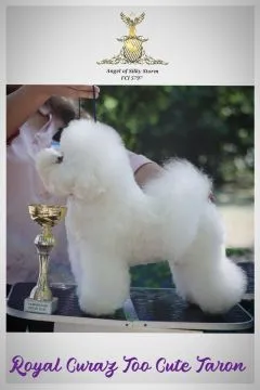 Bichon Frise – piękne zarejestrowane szczenięta na sprzedaż, Mazowieckie, Warszawa