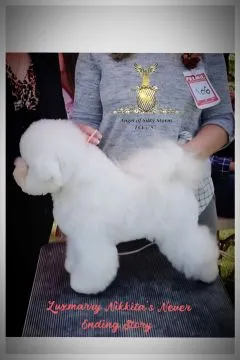 Bichon Frise – piękne zarejestrowane szczenięta na sprzedaż, Mazowieckie, Warszawa