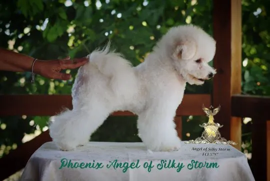 Bichon Frise – piękne zarejestrowane szczenięta na sprzedaż, Mazowieckie, Warszawa