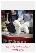 Bichon Frise – piękne zarejestrowane szczenięta na sprzedaż