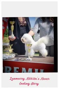 Bichon Frise – piękne zarejestrowane szczenięta na sprzedaż