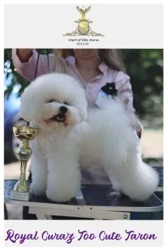 Bichon Frise – piękne zarejestrowane szczenięta na sprzedaż, Mazowieckie, Warszawa