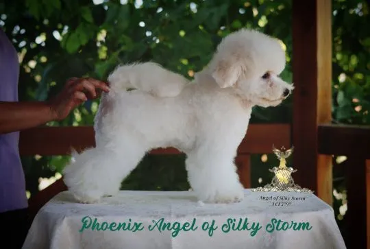 Bichon Frise – piękne zarejestrowane szczenięta na sprzedaż, Mazowieckie, Warszawa
