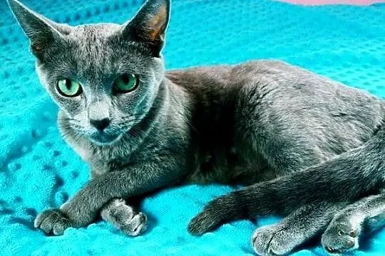 Kotka rosyjska niebieska do płatnej adopcji