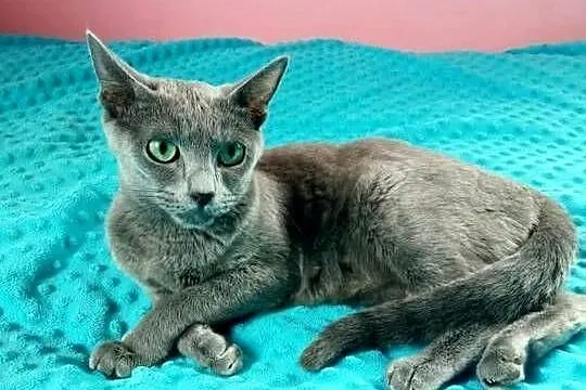 Kotka rosyjska niebieska do płatnej adopcji, Mazowieckie, Węgrów
