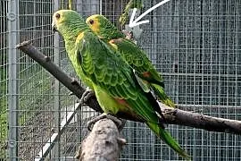 Sprzedam amazonkę niebieskoczelną