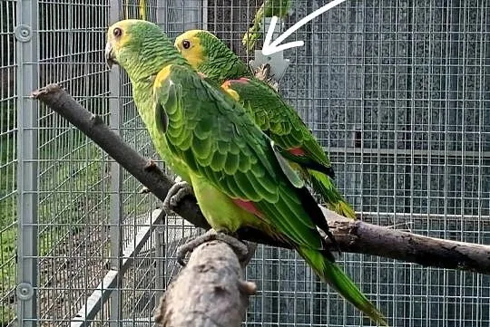 Sprzedam amazonkę niebieskoczelną