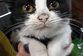 PINGWISIA-śliczna, malutka koteczka-3 miesiące-szu