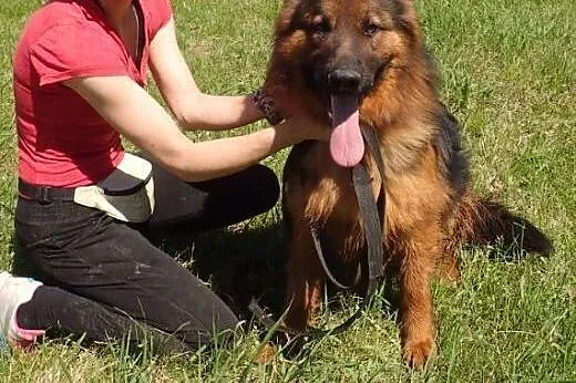 Alex do adopcji 2 letni FILMIK,  mazowieckie Warsz