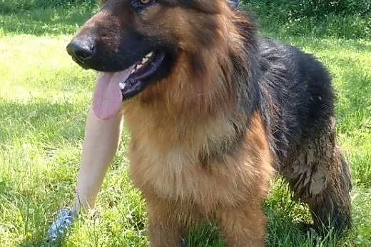 Alex do adopcji 2 letni FILMIK,  mazowieckie Warsz