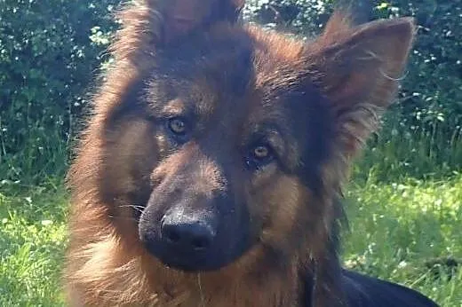 Alex do adopcji 2 letni FILMIK,  mazowieckie Warsz