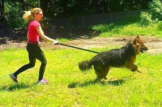 Alex do adopcji 2 letni FILMIK,  mazowieckie Warsz
