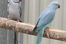 Sprzedam papugi