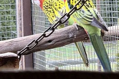Sprzedam papugi, Wielkopolskie, Ostrów Wielkopolski