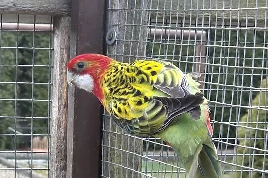 Sprzedam papugi, Wielkopolskie, Ostrów Wielkopolski