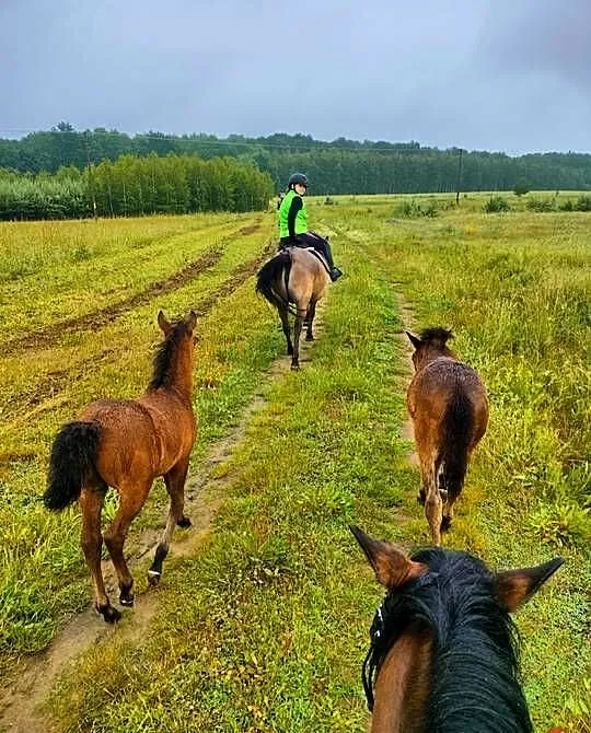 Sprzedam klacz oraz ogierka huculskiego, Podkarpackie, Chotyniec