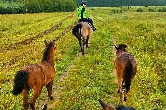 Sprzedam klacz oraz ogierka huculskiego, Podkarpackie, Chotyniec