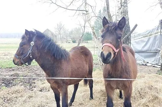 Sprzedam klacz oraz ogierka huculskiego, Podkarpackie, Chotyniec