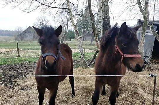 Sprzedam klacz oraz ogierka huculskiego, Podkarpackie, Chotyniec