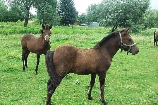 Sprzedam klacz oraz ogierka huculskiego, Podkarpackie, Chotyniec
