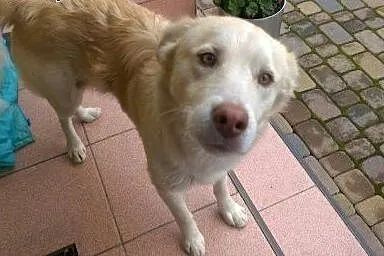Biszkopt-1,5 roczny psiak w typie goldena.Pilna ad