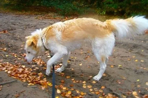 Biszkopt-1,5 roczny psiak w typie goldena.Pilna ad