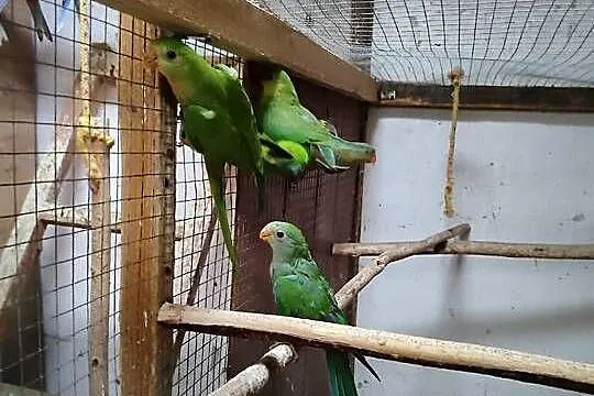 Papugi barabandy