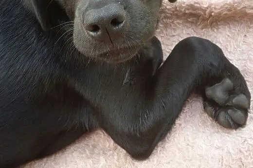 Czteromiesięczne czarne cudo szuka domu,  Labrador retriever cała Polska