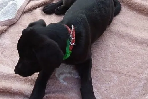Czteromiesięczne czarne cudo szuka domu,  Labrador