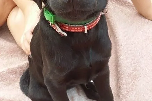 Czteromiesięczne czarne cudo szuka domu,  Labrador
