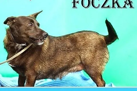 Suczka Foczka,cudowna delikatna,chętnie chodzi na spacery,  dolnośląskie Wrocław