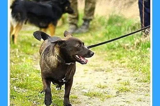 Suczka Foczka,cudowna delikatna,chętnie chodzi na 