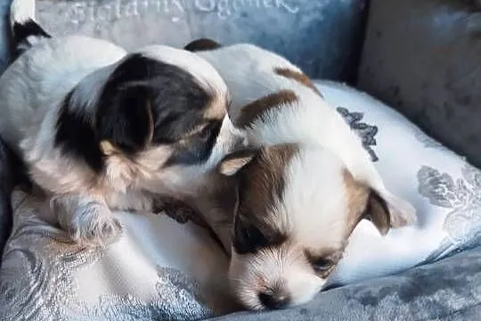 Morkshire terrier