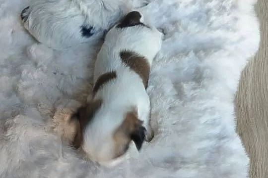 Morkshire terrier, Małopolskie, Kraków