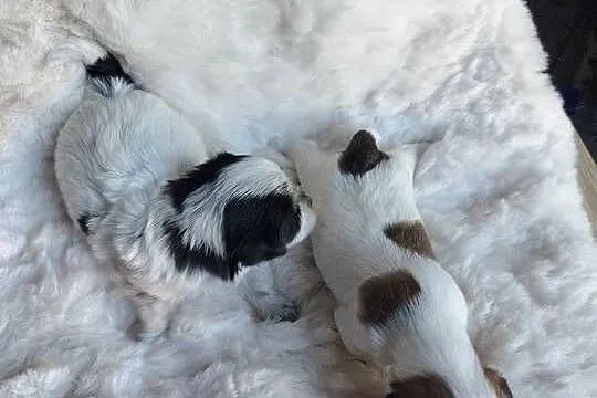 Morkshire terrier, Małopolskie, Kraków