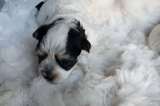 Morkshire terrier, Małopolskie, Kraków