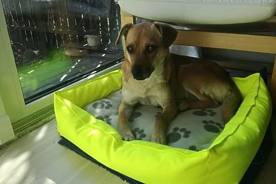 AMY to sunia przekochana - będzie Ci całym sercem oddana!, Mazowieckie, Warszawa