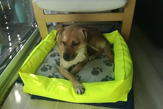 AMY to sunia przekochana - będzie Ci całym sercem oddana!, Mazowieckie, Warszawa