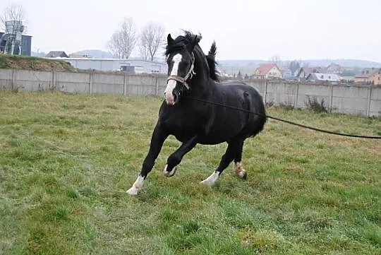 Stanówka ogierem śląskim