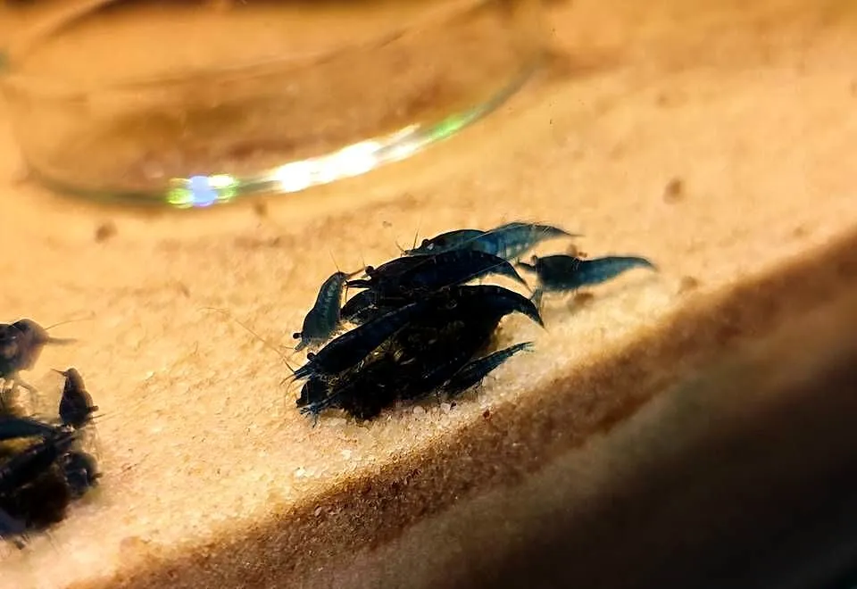 Krewetki neocaridina blue velvet, Mazowieckie, Pruszków