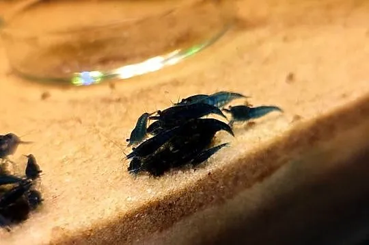 Krewetki neocaridina blue velvet