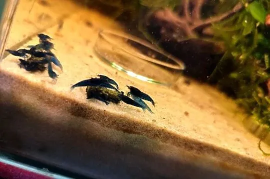 Krewetki neocaridina blue velvet, Mazowieckie, Pruszków