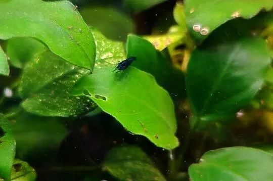 Krewetki neocaridina blue velvet, Mazowieckie, Pruszków