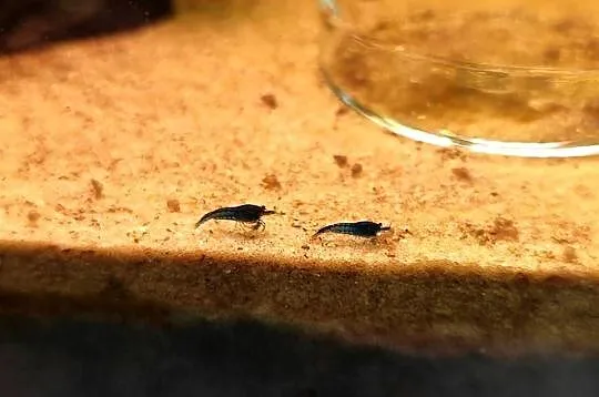 Krewetki neocaridina blue velvet, Mazowieckie, Pruszków