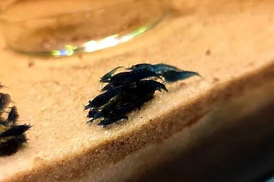 Krewetki neocaridina blue velvet, Mazowieckie, Pruszków
