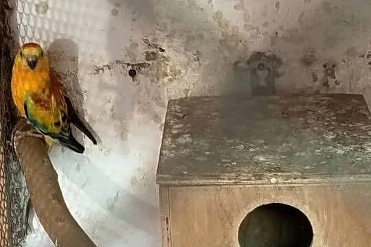 Sprzedam samca świergotki, Wielkopolskie, Jarogniewice